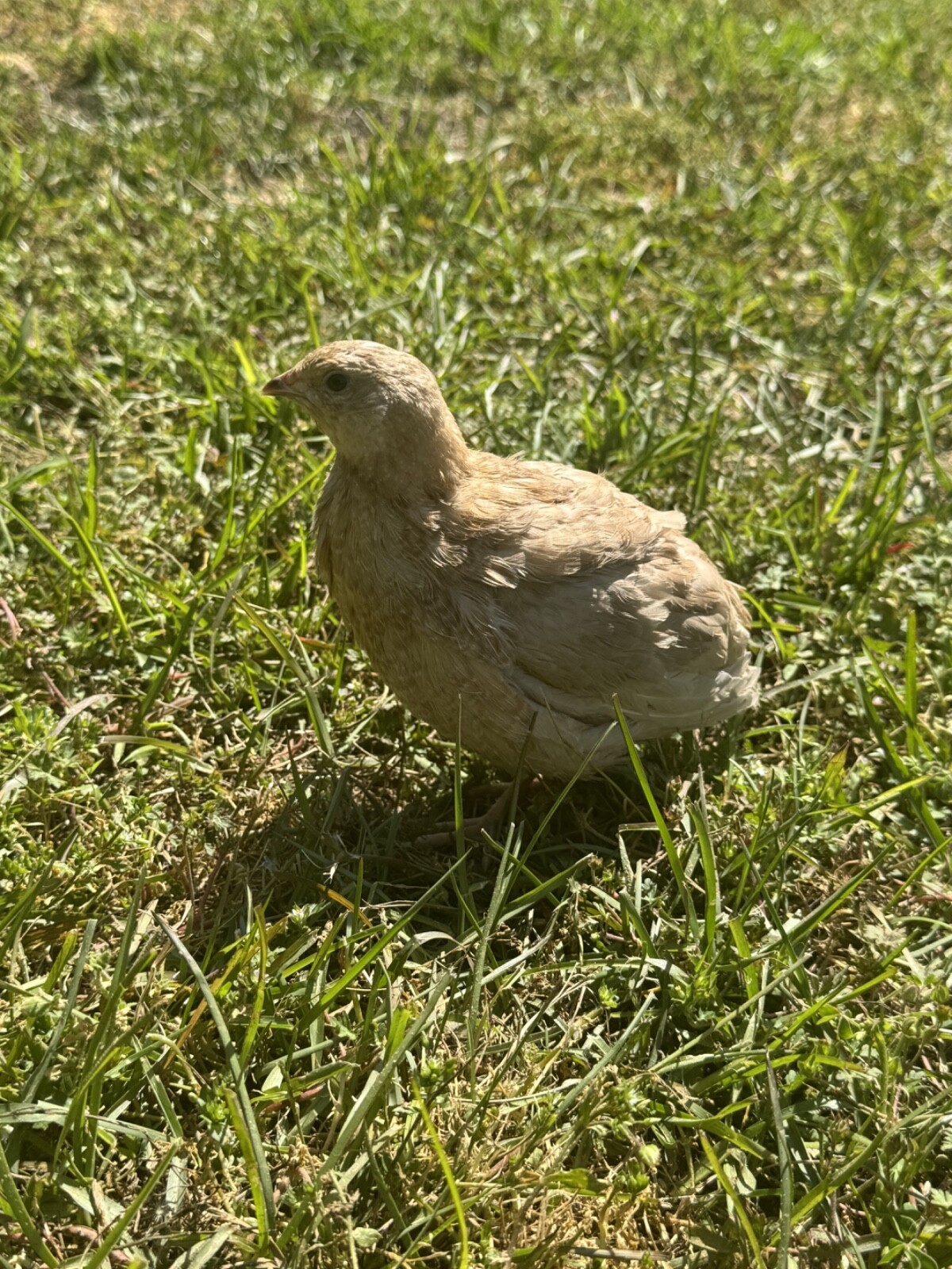 30+ RARE Celadon Coturnix Quail Hatching Eggs NPIP AI Free
