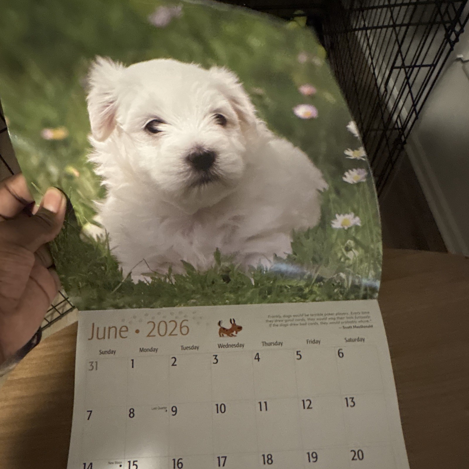 Red Ember Maltese Puppies Wall Calendar 2026 12-Month Calendar