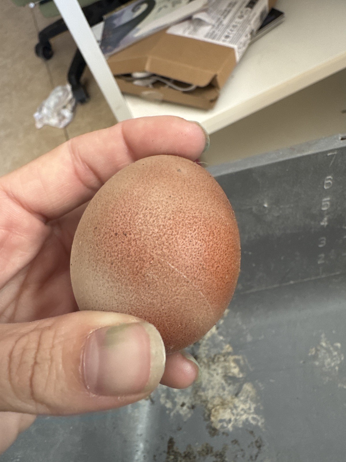 🌈 12 Rainbow Egger Hatching Eggs – Rare Breeds, Colorful Eggs + Chicks
