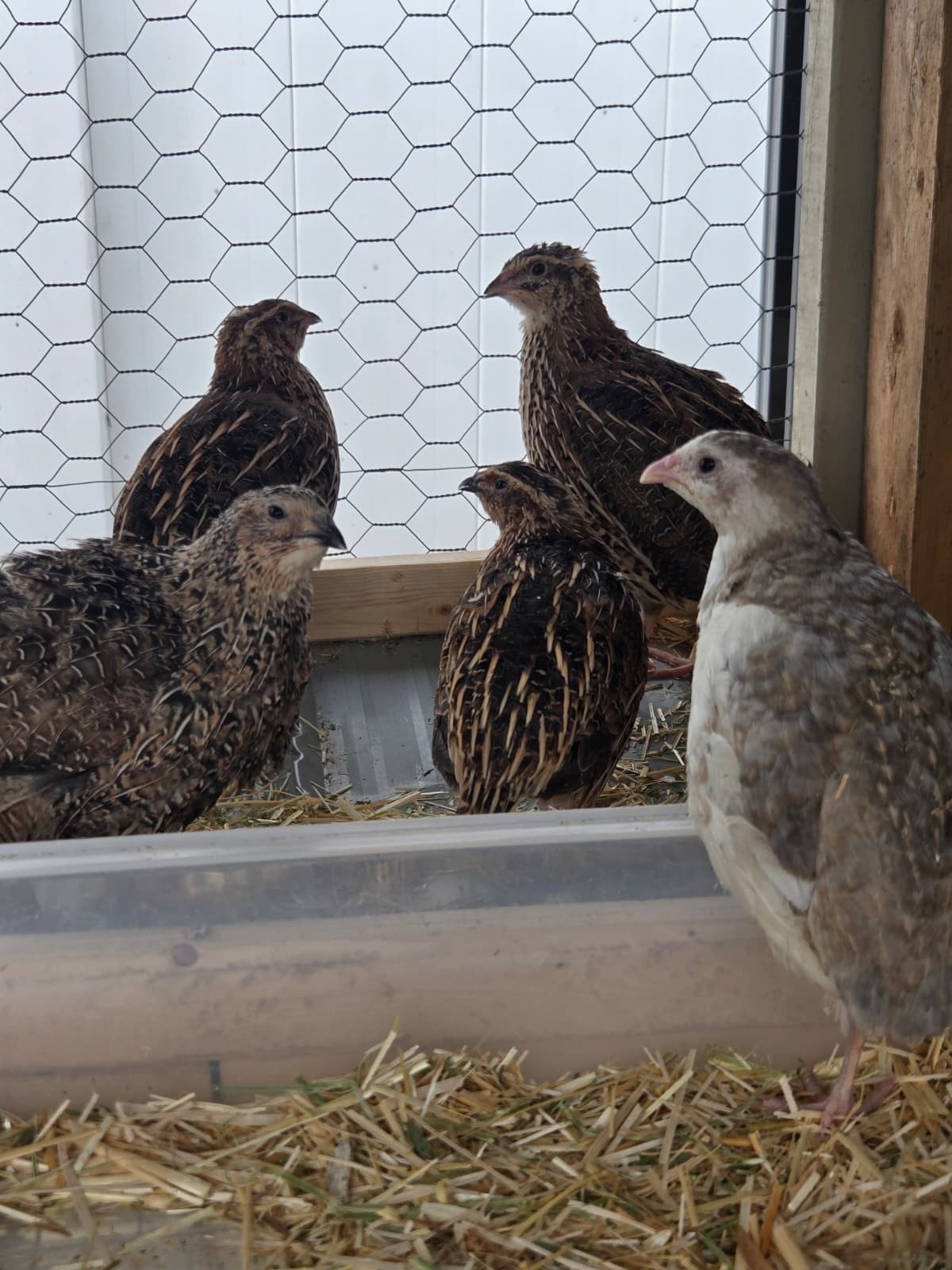 54 Eggs,Live Quail Chicks Mixed Colors – Quail Poultry Type, Live Bird,