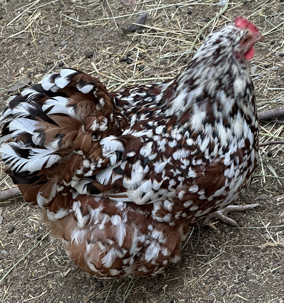 10+ Rare Breed Chicken Fertile Hatching Eggs Orpington, Cochin, Sweddish Flower