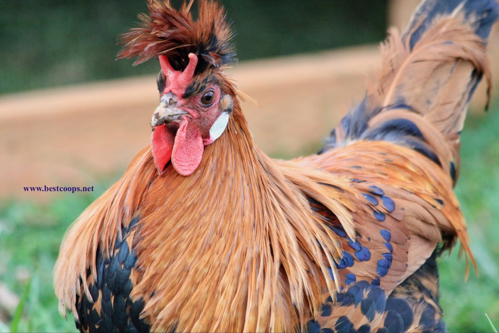 10+ Gold Appenzeller Chicken Hatching Eggs