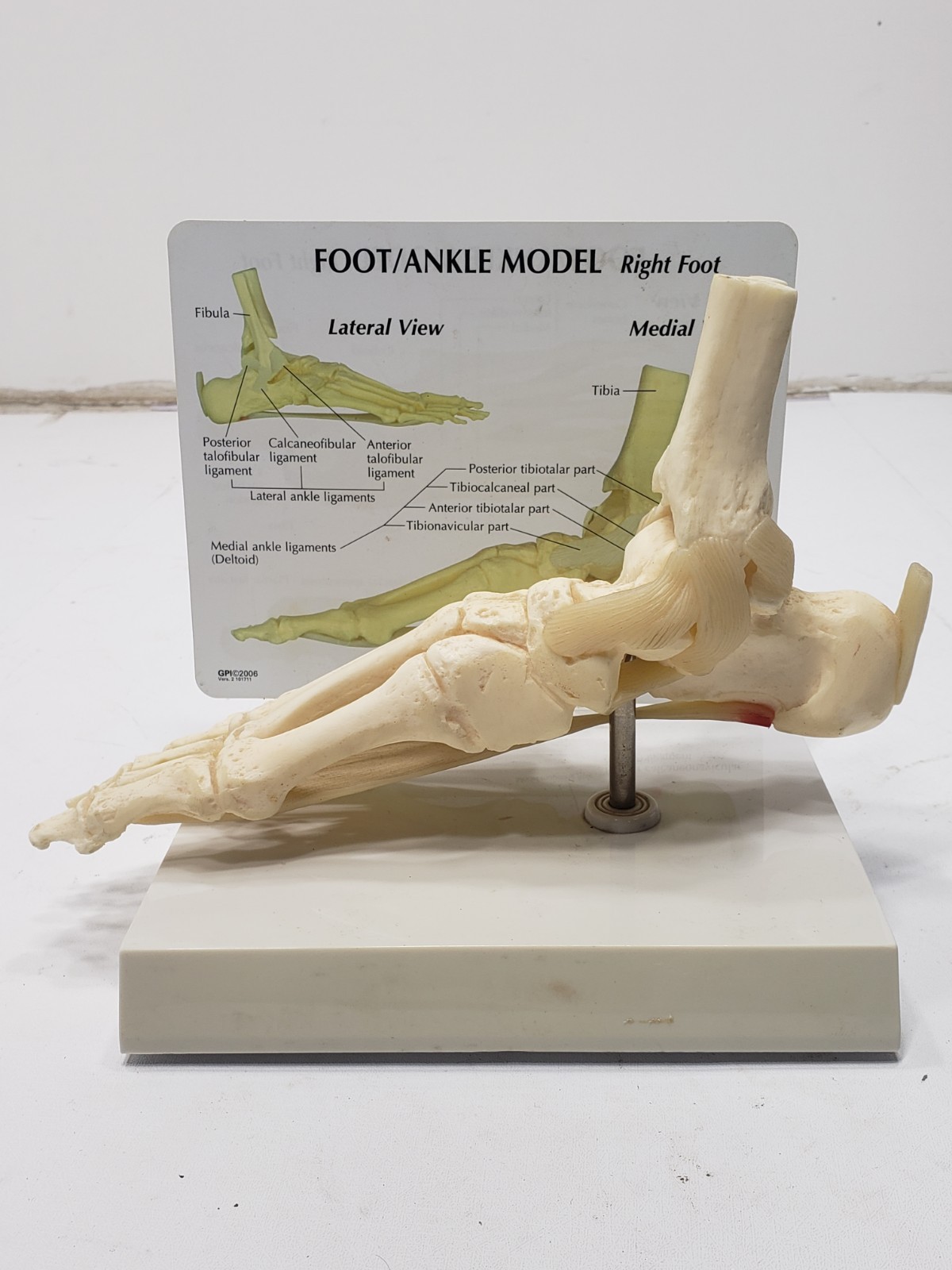 GPI Anatomical Right Foot Ankle Model Ligament Bone Anatomy Display Teaching Aid