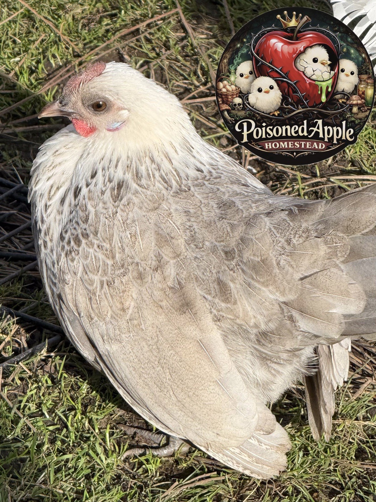 12+++ High Quality Fertile Serama Hatching Eggs Mixed Colors** Frizzle**Silkied*