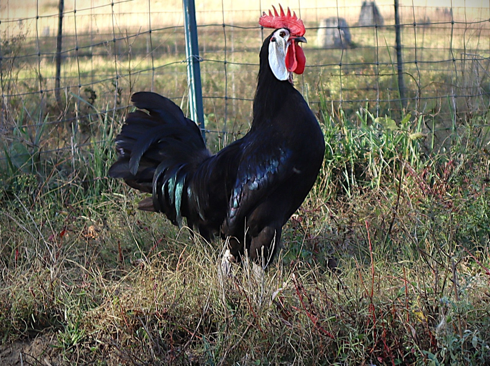 12 LF White Face Black Spanish Eggs Imported from Spain