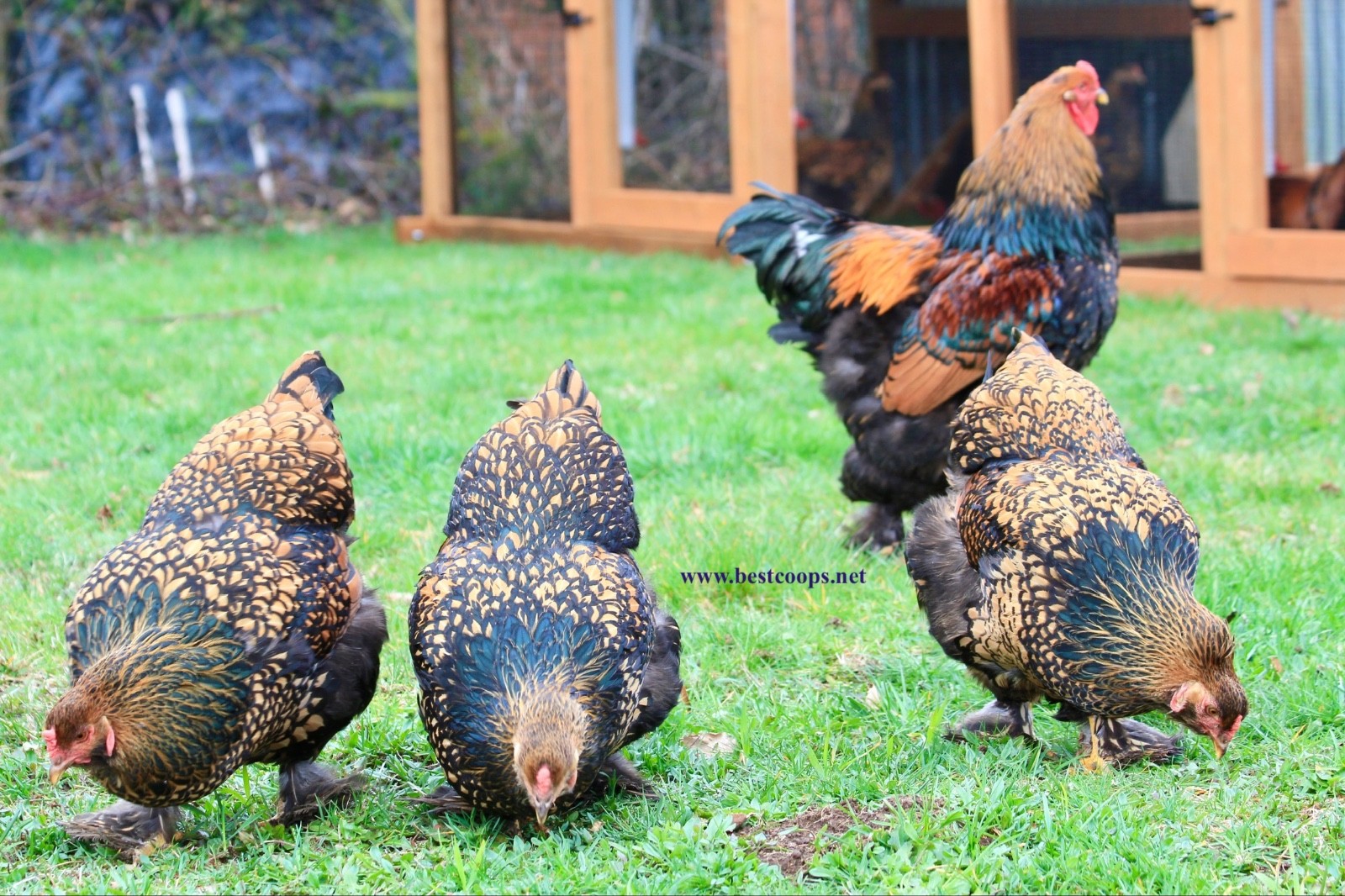 10+ Gold Laced Brahma Fertile Chicken Hatching Eggs Gentle Large Breed