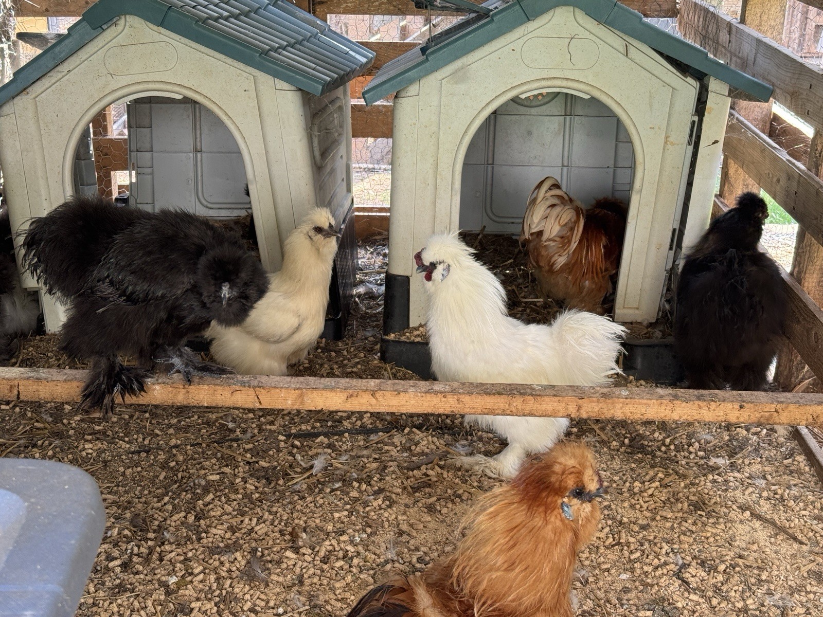 6+ Silky Fertile hatching chicken Eggs-mixed Colors (black, White, Red, Choc)