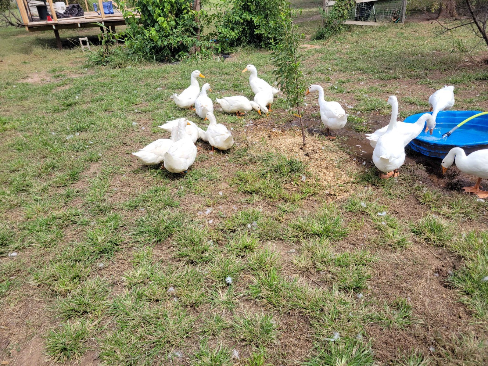 12 Fertile Jumbo Pekin Duck Hatching Eggs, Free Range, All Natural
