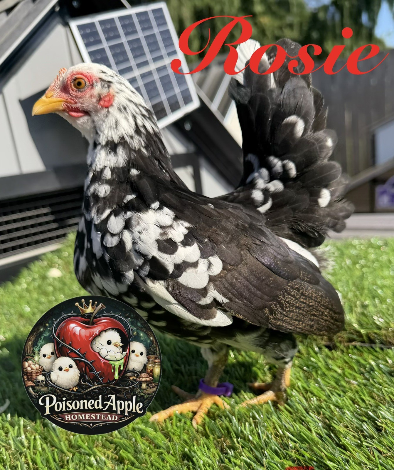 12+++ High Quality Fertile Serama Hatching Eggs Mixed Colors** Frizzle**Silkied*