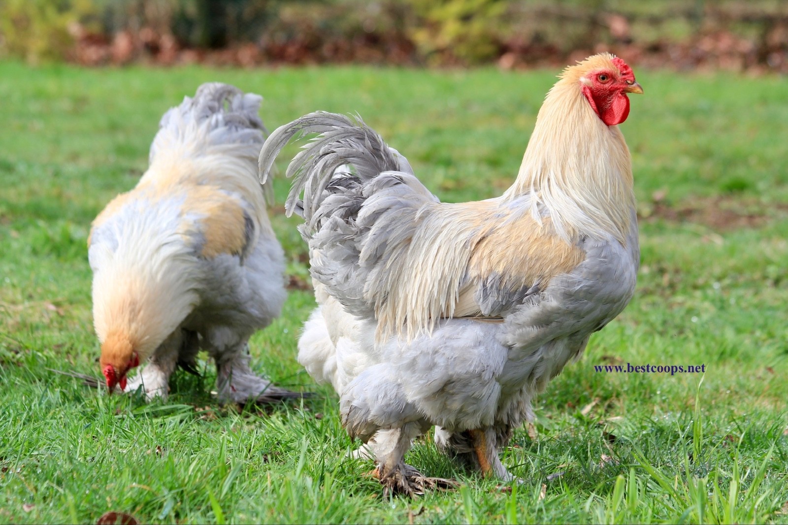 10+ Fertile Brahma Chicken Hatching Eggs Gold Laced Isabella Partridge Lavender