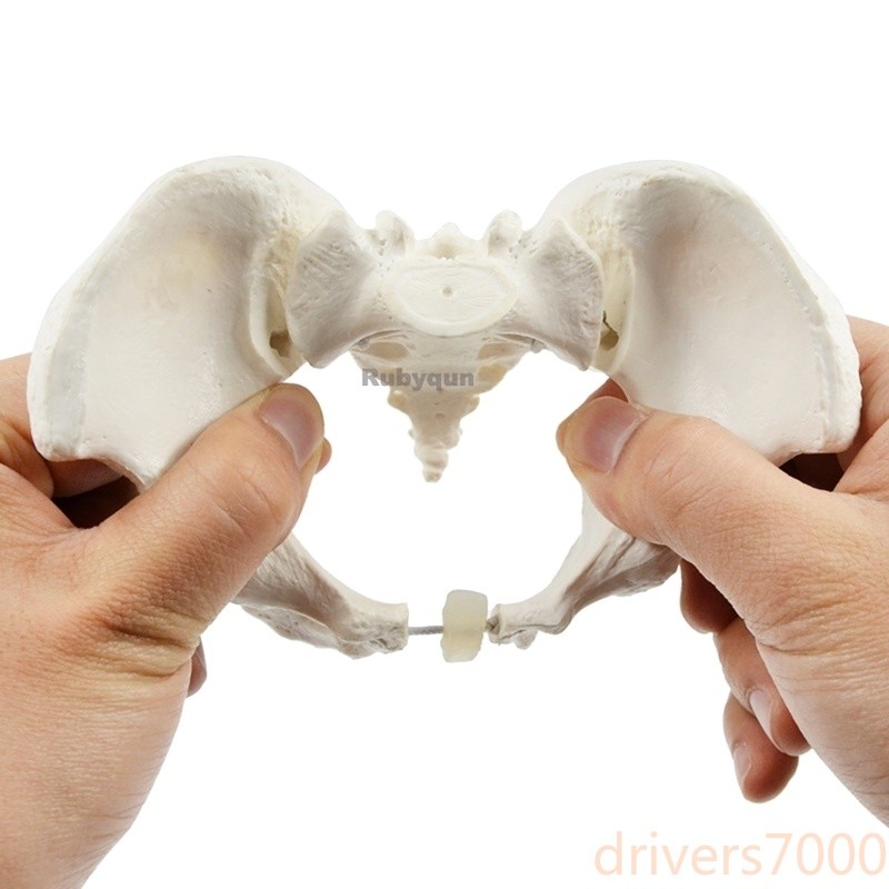 Mini Flexible Female Pelvis Model on Elastic, Mini Size Pelvic Skeleton Model