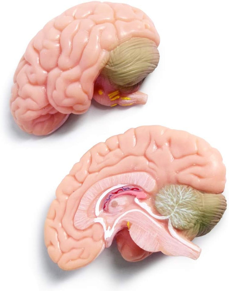 2026 New Human Skull Model,3 Part With 2-Part Human Brain;Half Life Size Skull w