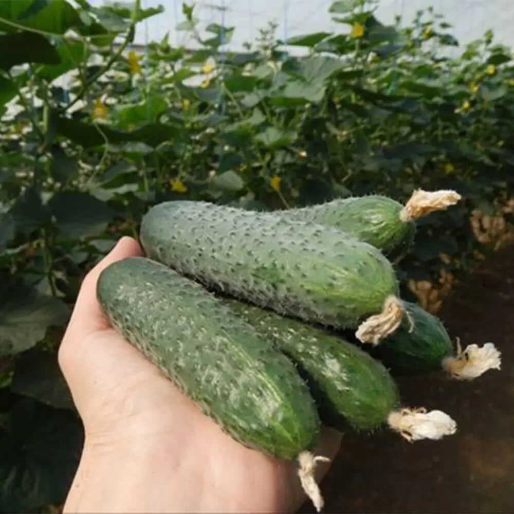 100 Cucumber Seeds SV 4097 F1 Seminis Monsanto Netherlands gherkin семена огурец