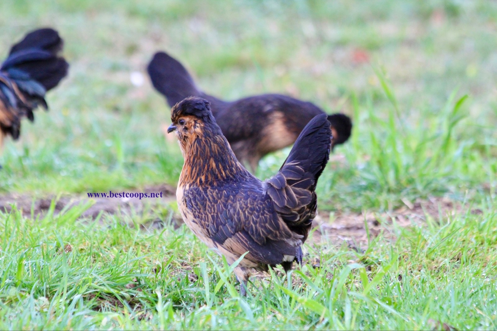 6+ Fertile Barbu De Watermael Chicken Hatching Eggs