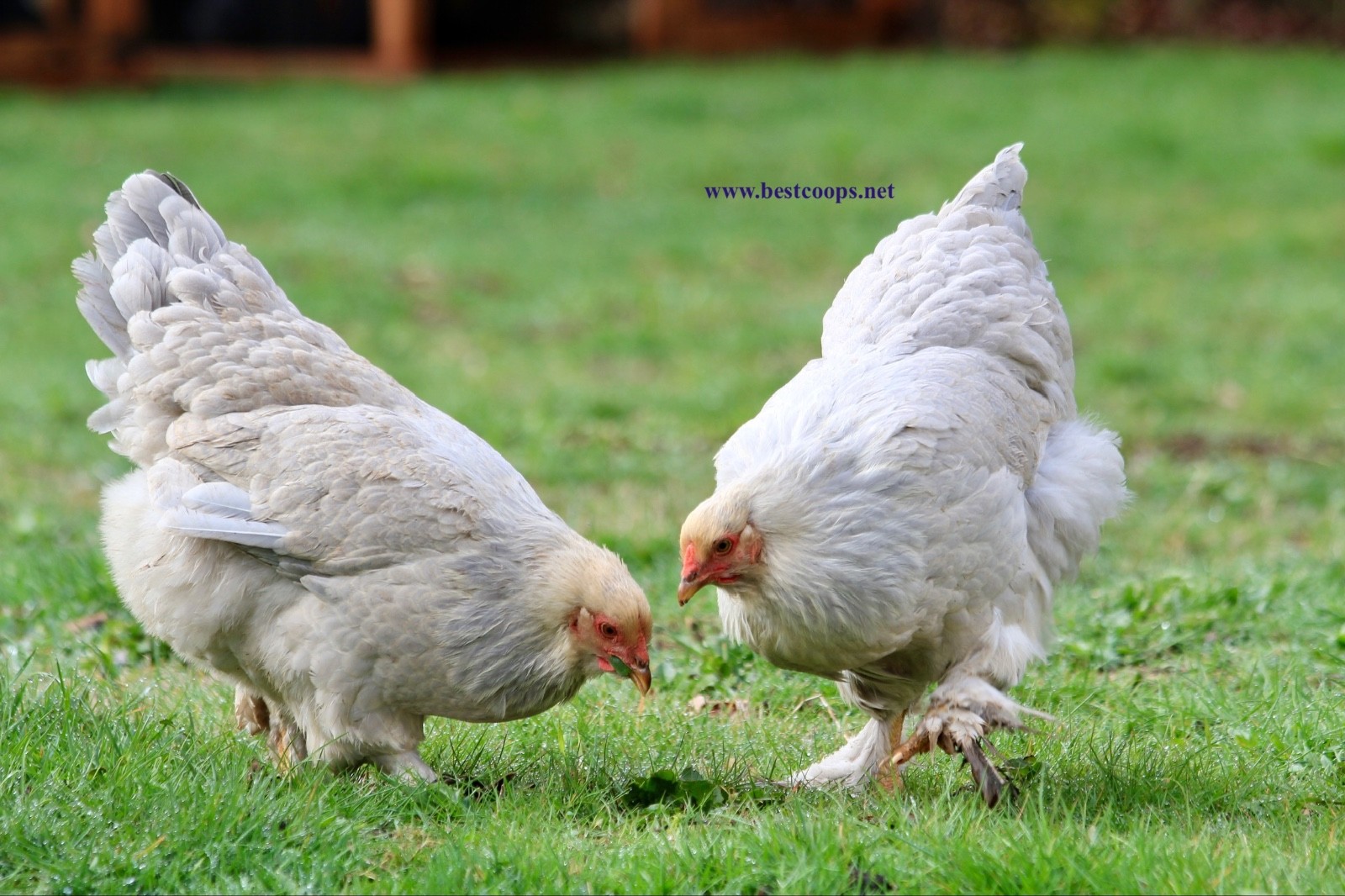 10+ Fertile Brahma Chicken Hatching Eggs Gold Laced Isabella Partridge Lavender