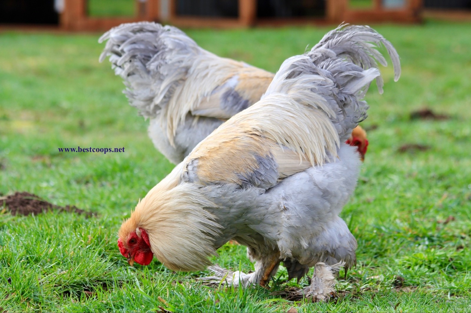 10+ Fertile Brahma Chicken Hatching Eggs Gold Laced Isabella Partridge Lavender