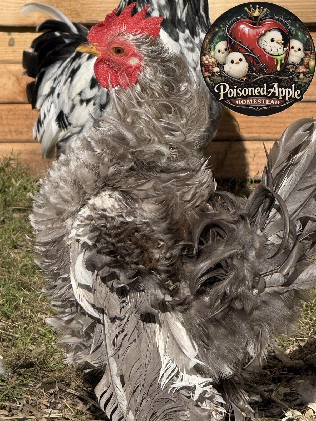 12+++ High Quality Fertile Serama Hatching Eggs Mixed Colors** Frizzle**Silkied*