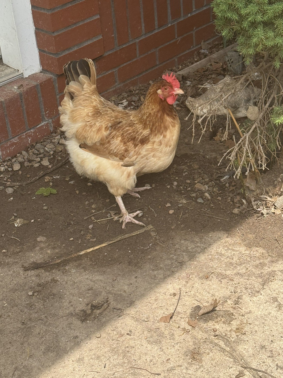 🌈 12 Rainbow Egger Hatching Eggs – Rare Breeds, Colorful Eggs + Chicks