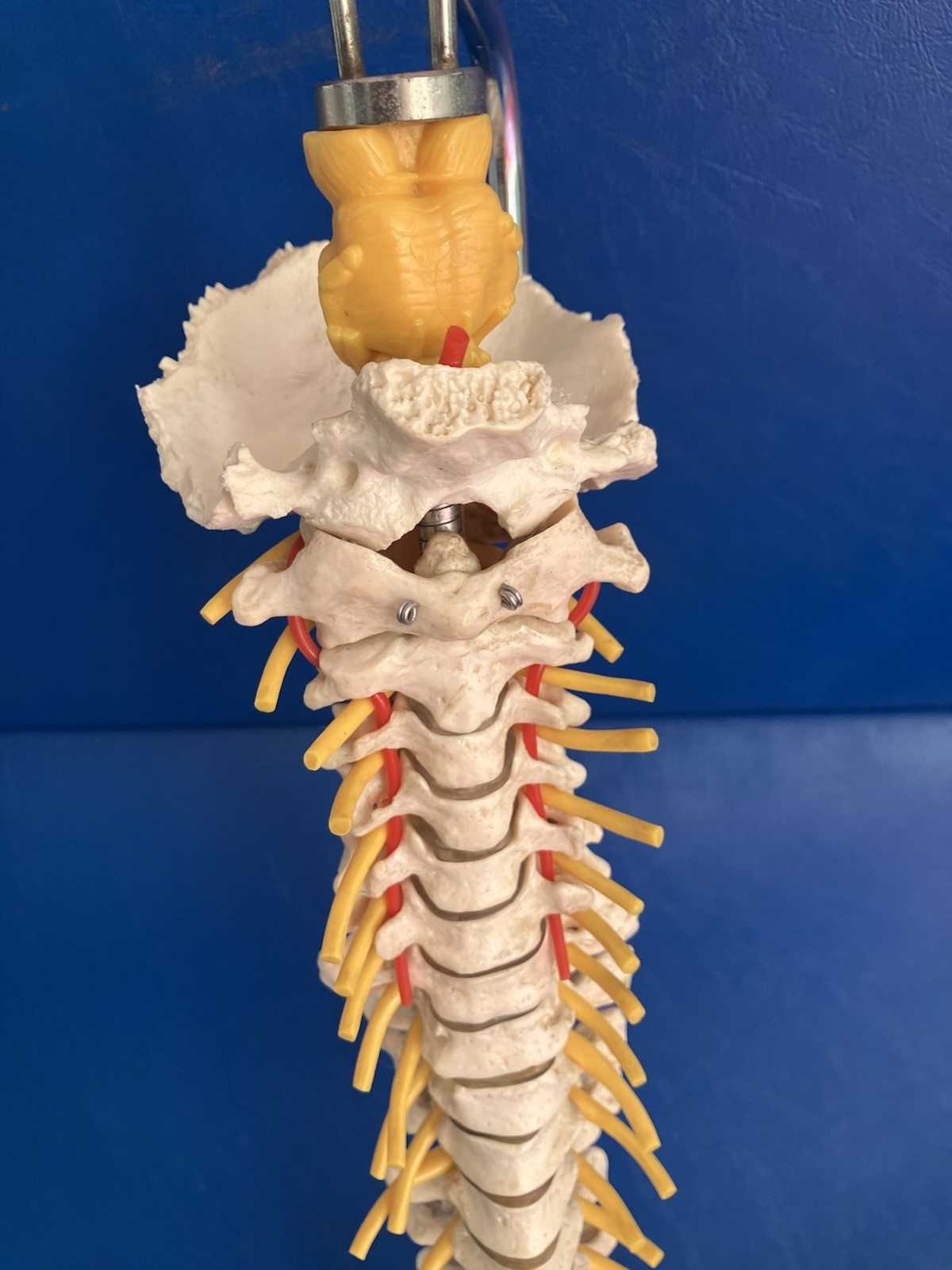 Vintage SOMSO Flexible Human Spine Model with Pelvis – Made in West Germany