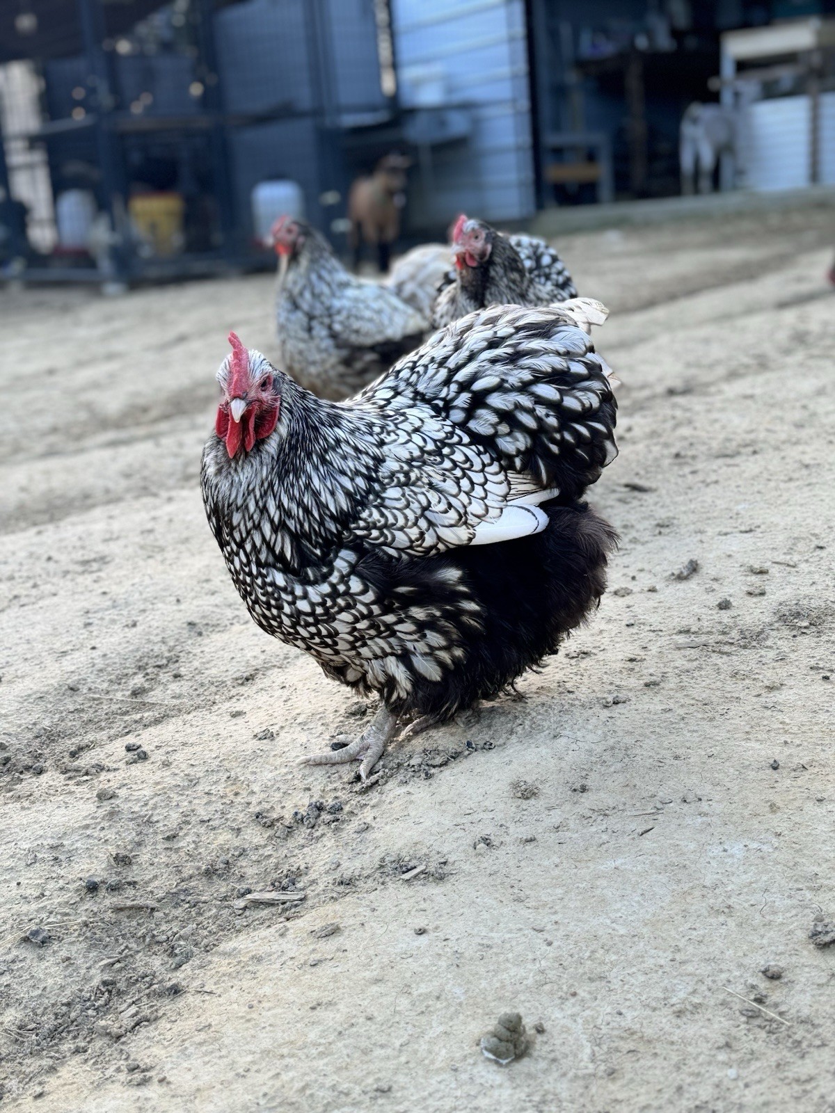 1 Black Silver Laced English Orpington Chicken Hatching Egg