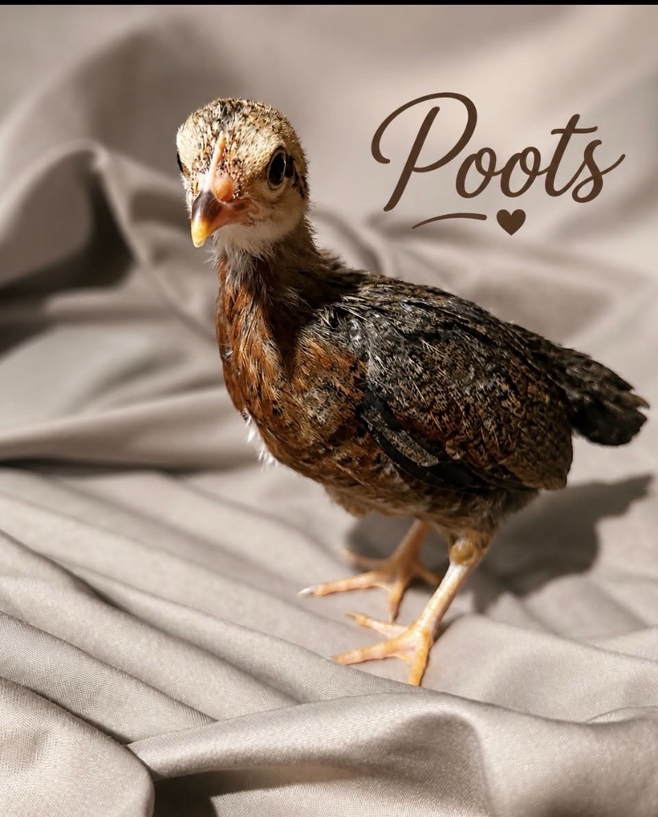 6 Purebred Serama Hatching Eggs | Fresh Fertile Mixed Colors