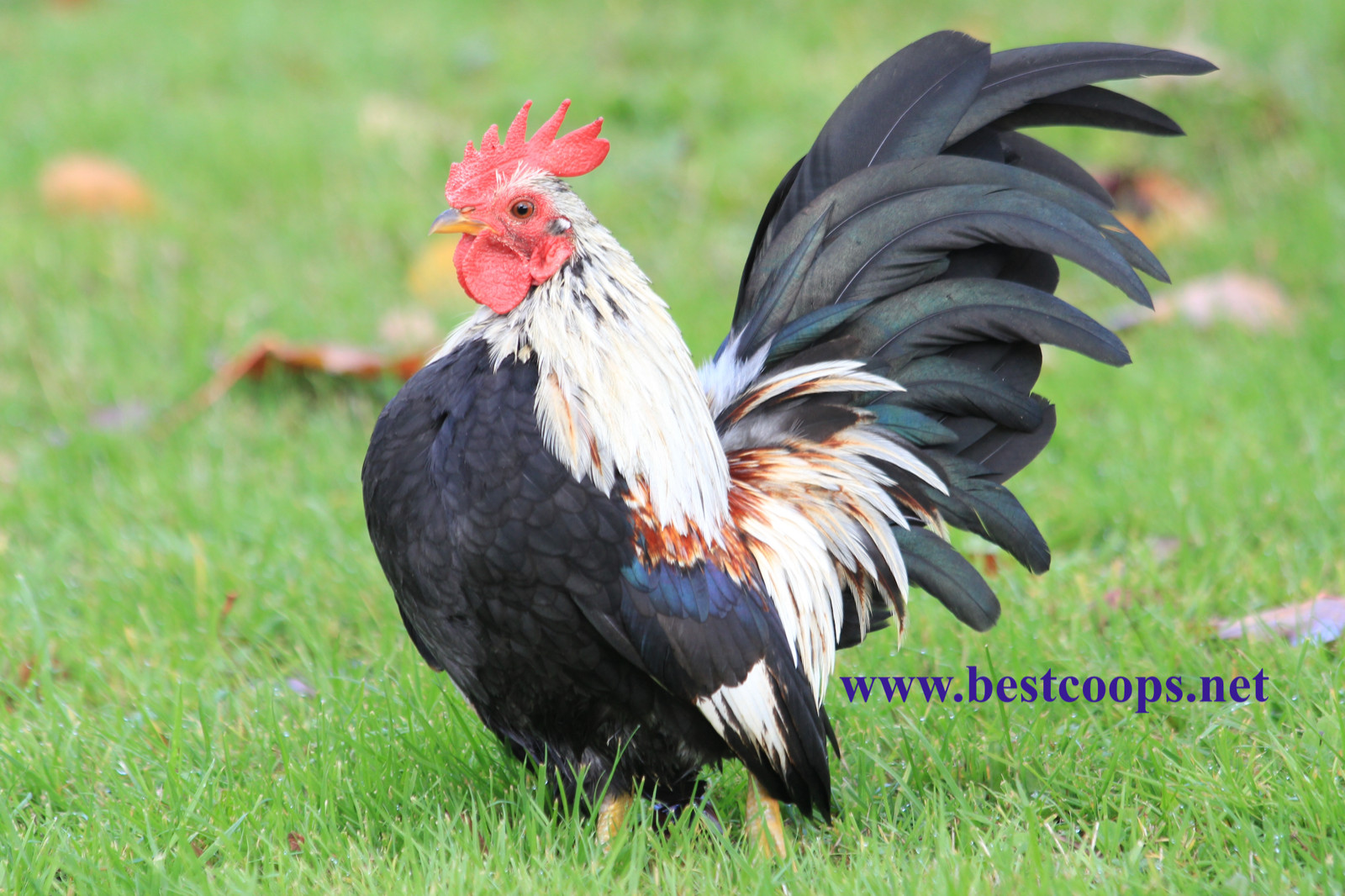12+ Fertile Show Quality Serama Chicken Hatching Eggs