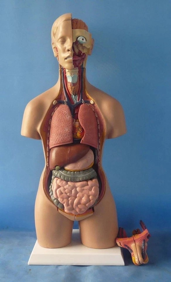 Human Torso 55cm Model Assembled Medical Human Anatomy Body Educational Science