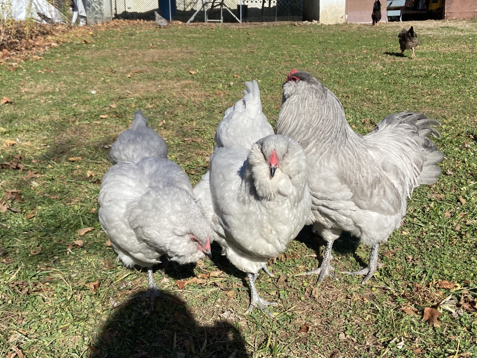 (6) F1, F2, F3 Speckled Olive Moss Egger Hatching Eggs