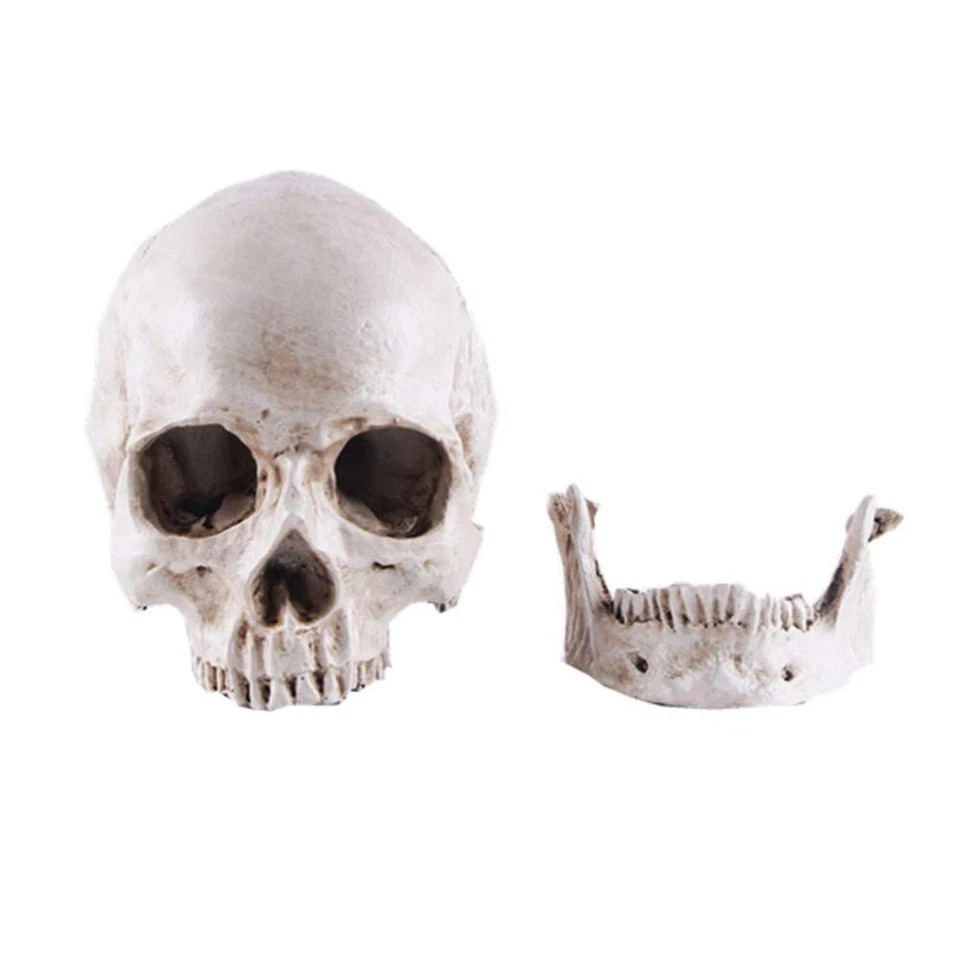 JOONOR Resin Medical Anatomical Human Skull Model – Life Size Replica White