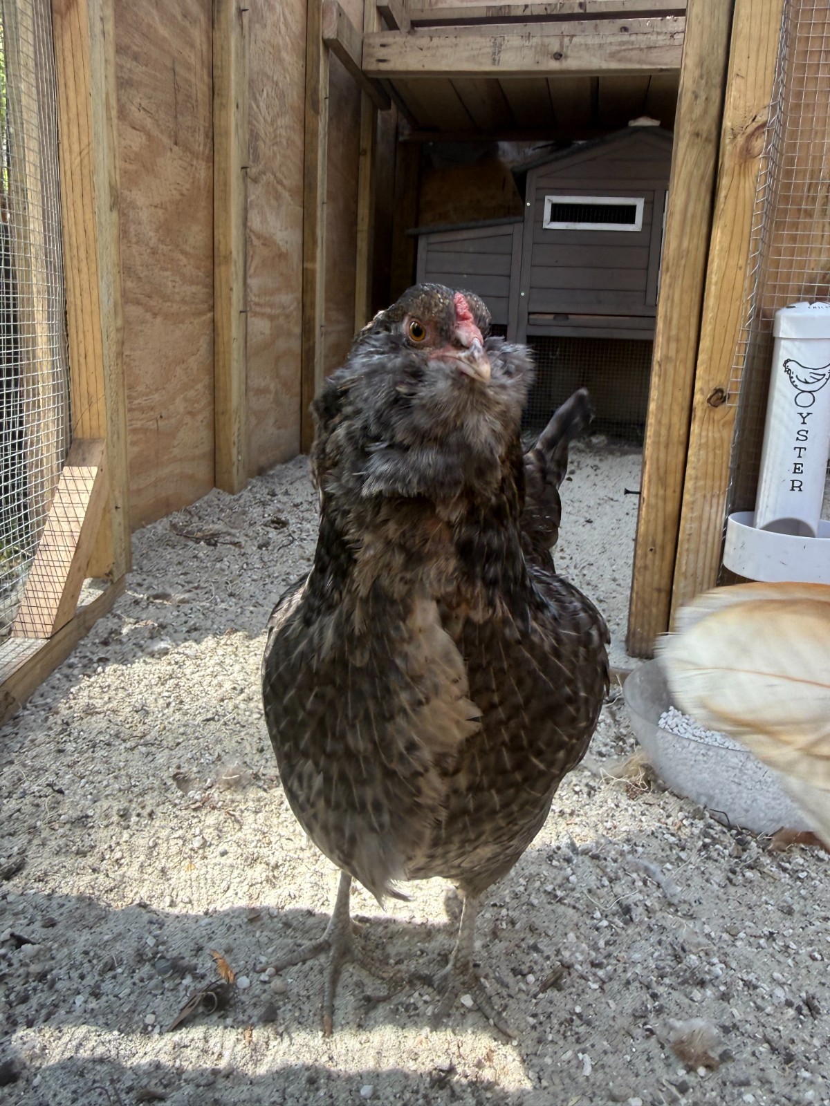 Chicken hatching eggs FBCM rooster over variety of hens (listed in description)