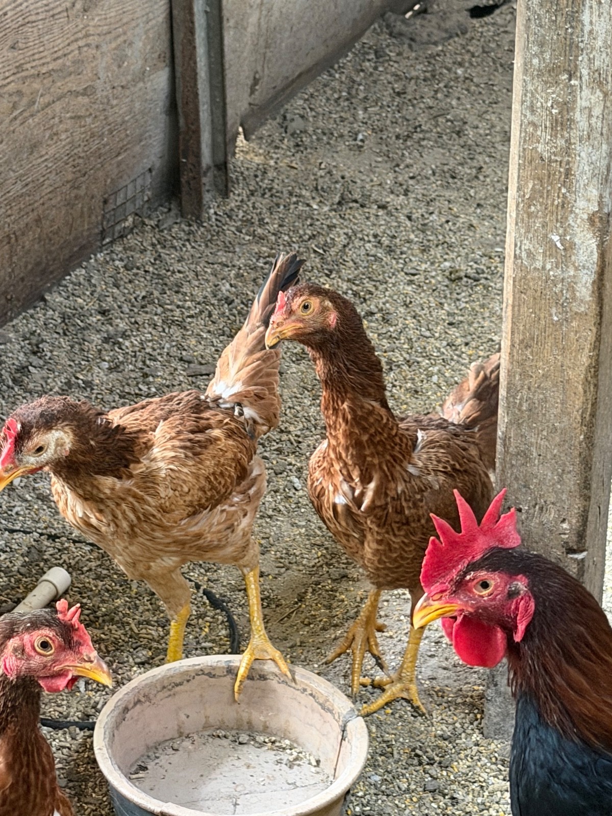 7 FRESH Indio Gigante Hatching Eggs shipped either USPS or 2 Day FedEx