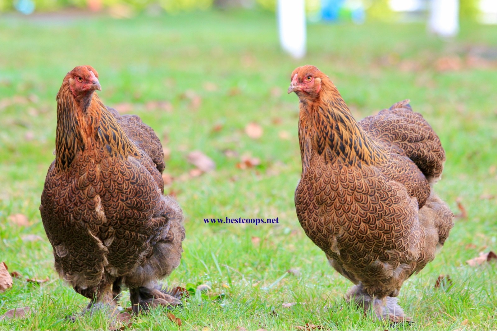 10+ Fertile Brahma Chicken Hatching Eggs Gold Laced Isabella Partridge Lavender