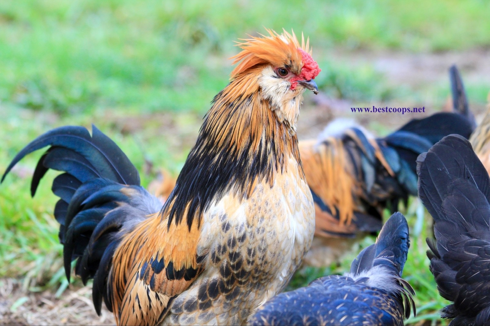 6+ Fertile Barbu De Watermael Chicken Hatching Eggs