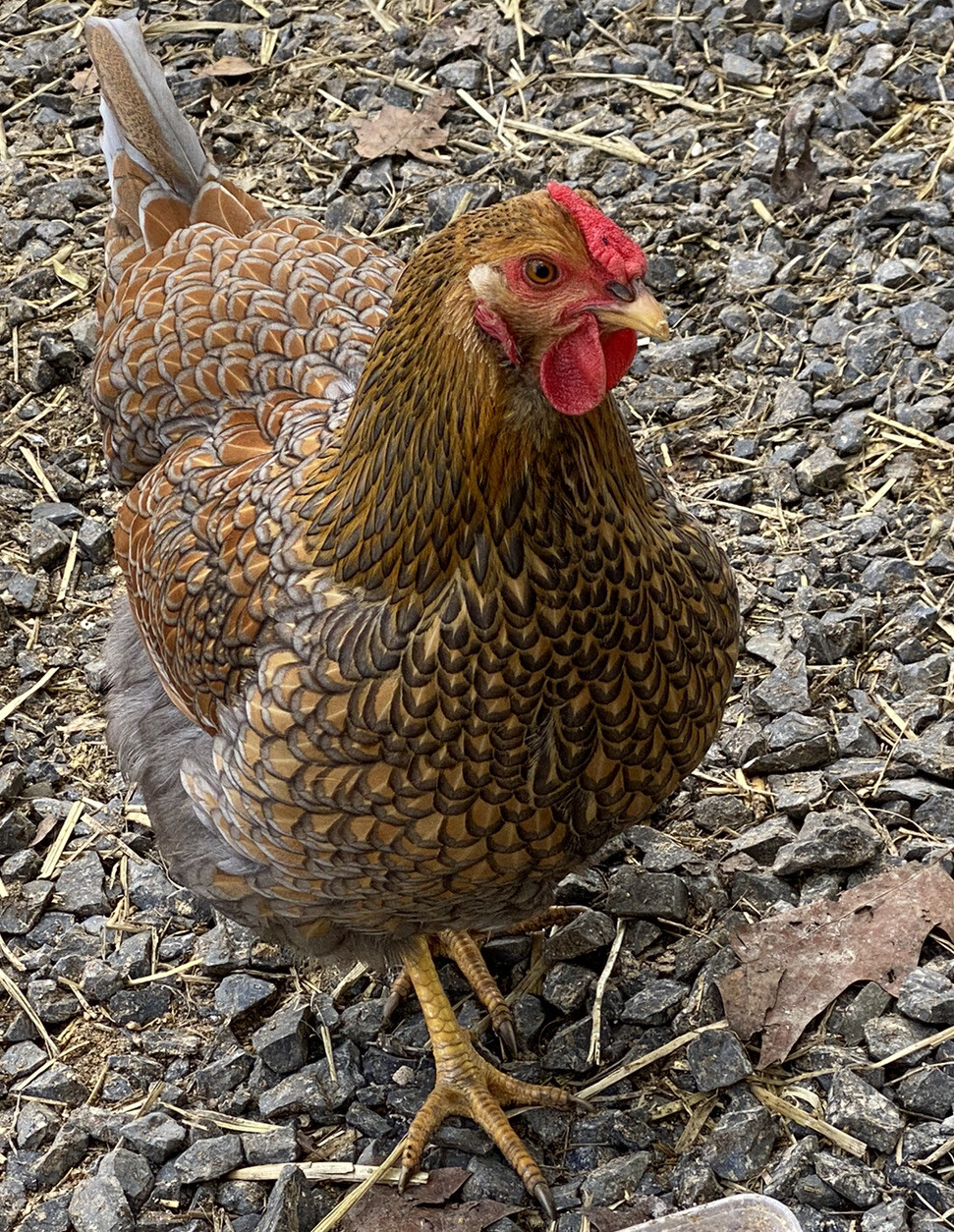 10+ Rare Breed Chicken Fertile Hatching Eggs Orpington, Cochin, Sweddish Flower