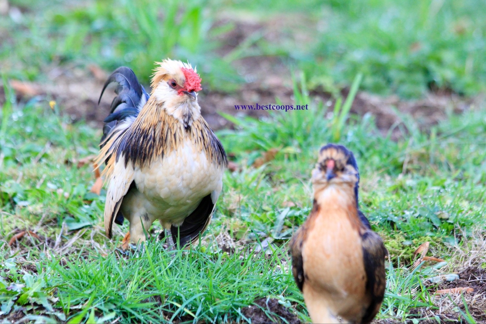6+ Fertile Barbu De Watermael Chicken Hatching Eggs