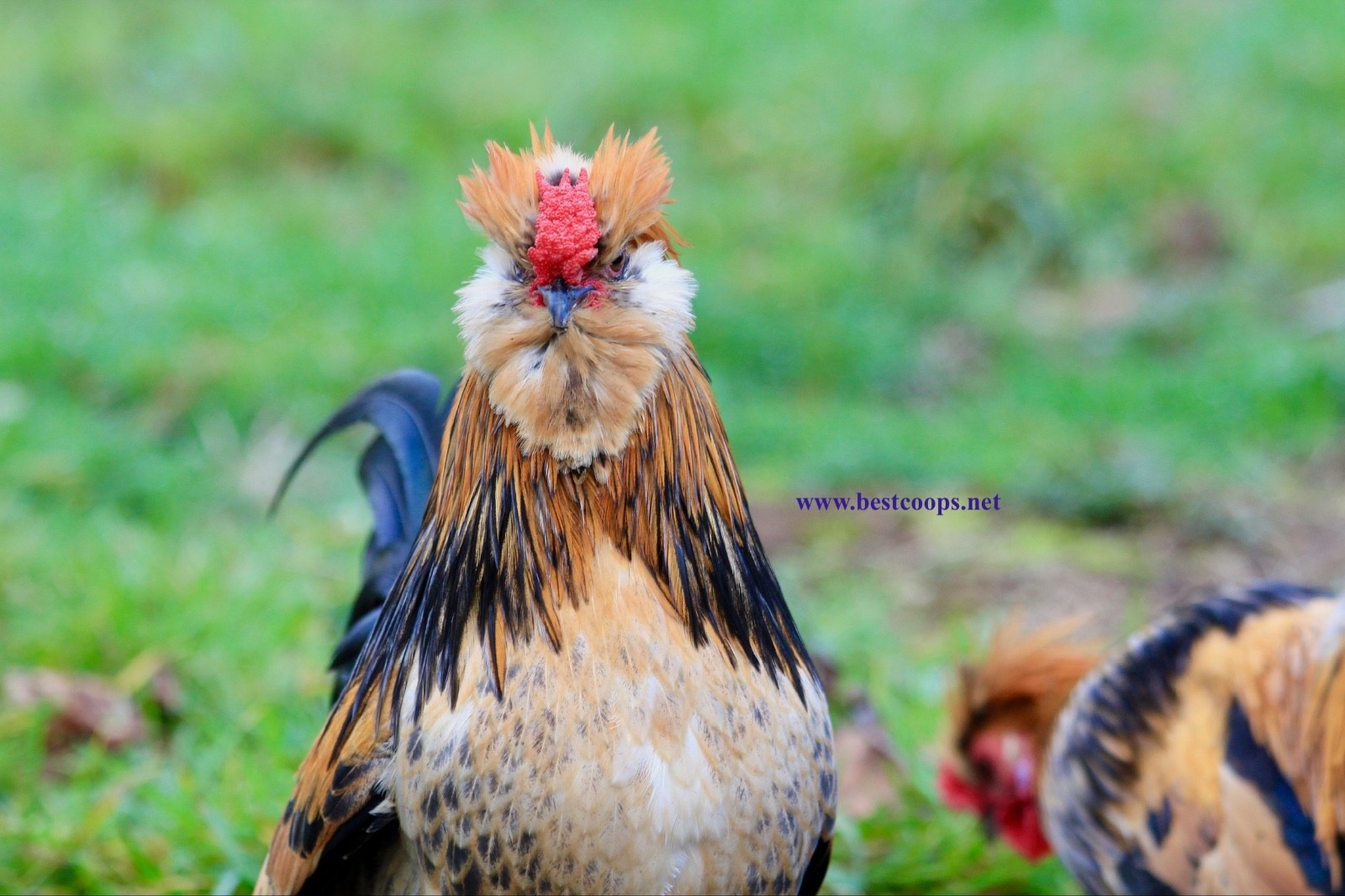 6+ Fertile Barbu De Watermael Chicken Hatching Eggs