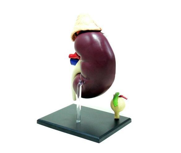 3D Kidney and Renal Corpuscle Anatomy Education Model 9.6 x 7.4 x 2.3 Inches US