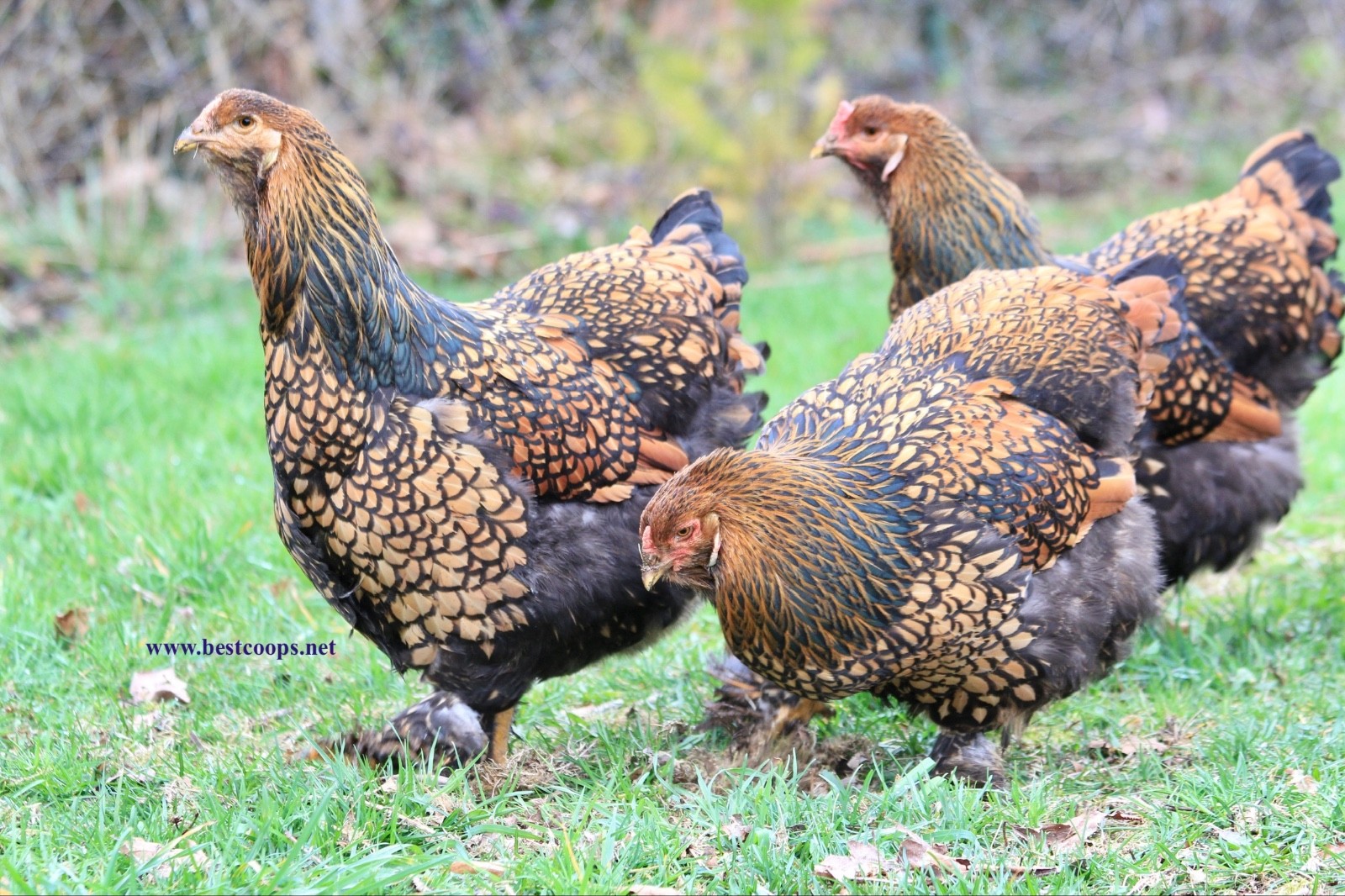10+ Gold Laced Brahma Fertile Chicken Hatching Eggs Gentle Large Breed