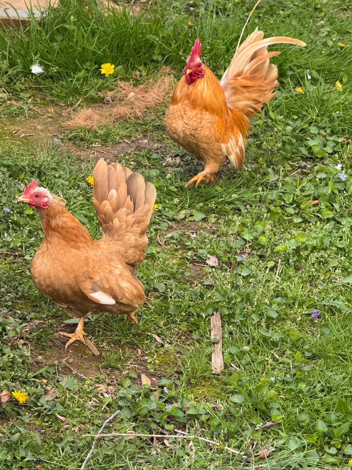 6 + small Show Quality Serama chicken Hatching Eggs