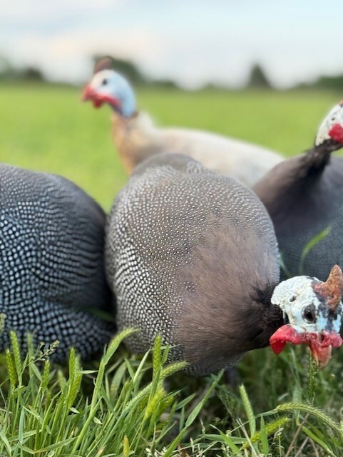 14 FRESH GUINEA BIRD FOWL HATCHING EGGS PINTO, PIED, CHOCLATE, PEARL & MANY MORE