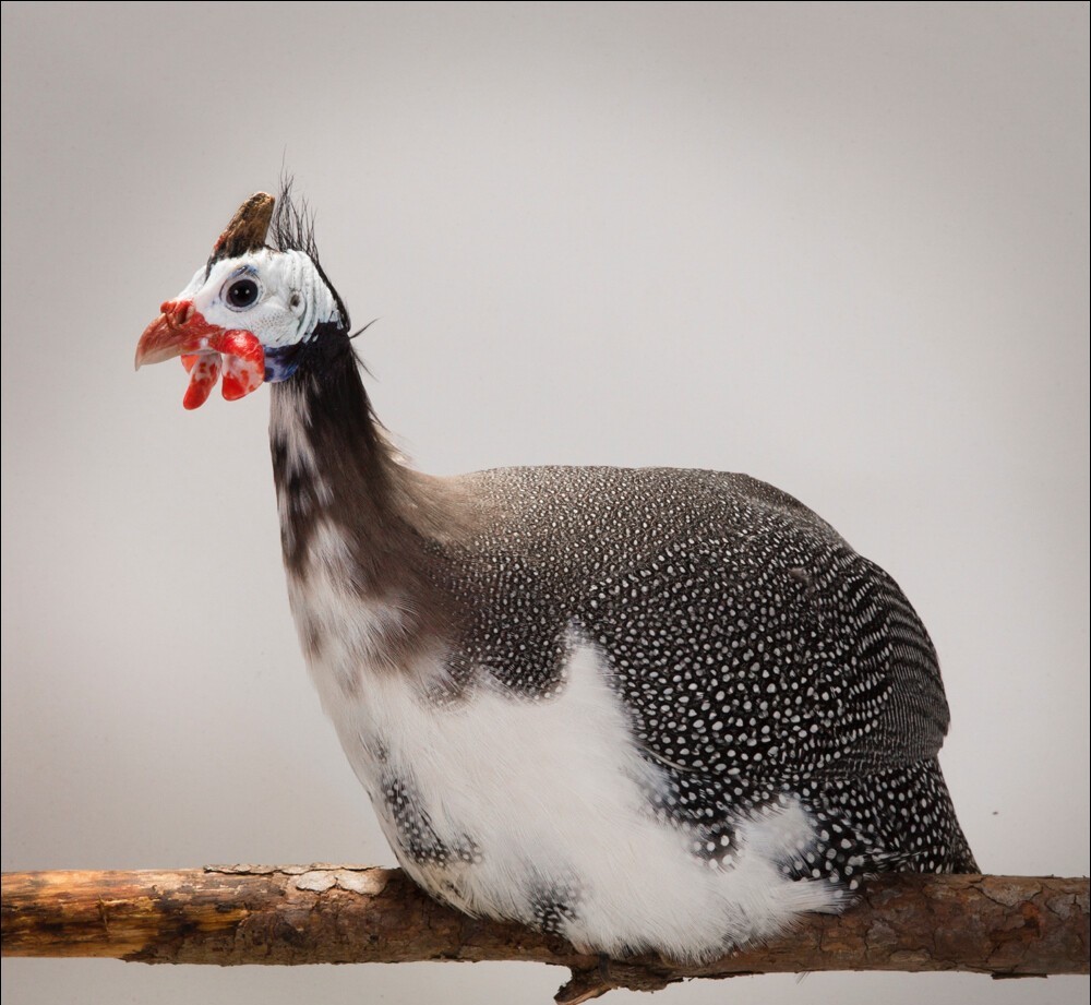 15 Mixed Color Guinea fowl hatching eggs