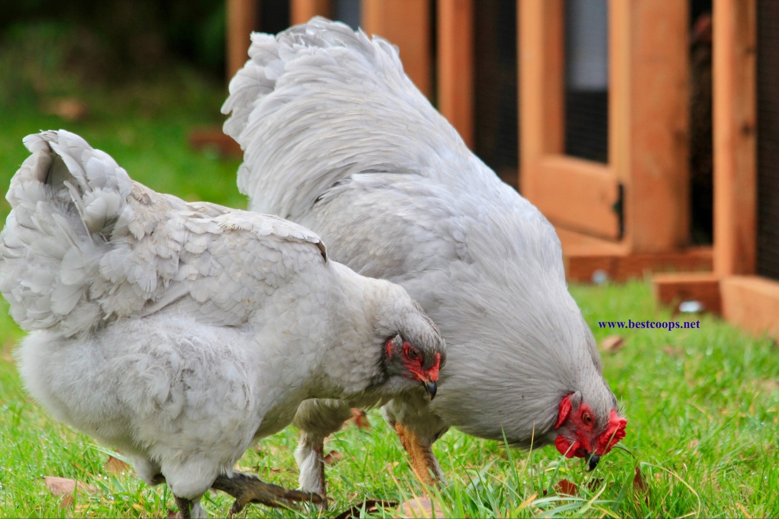 10+ Fertile Brahma Chicken Hatching Eggs Gold Laced Isabella Partridge Lavender