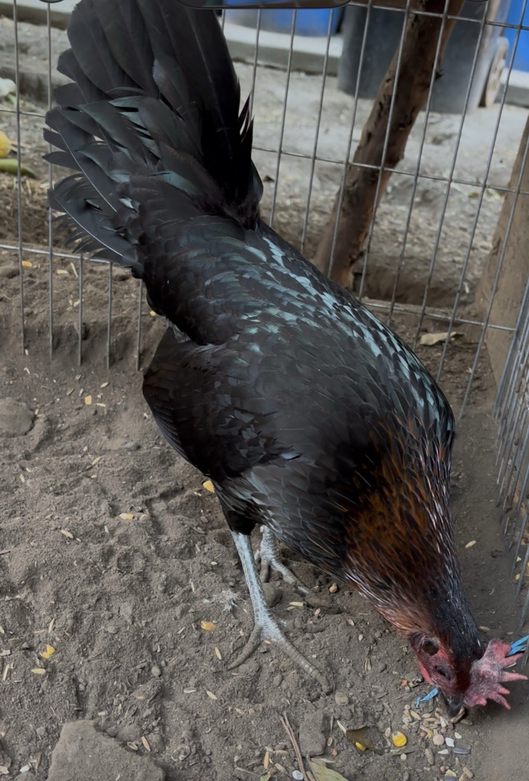 2 1/2 Month Quail Size , Ruble Hatch X Black Hatch