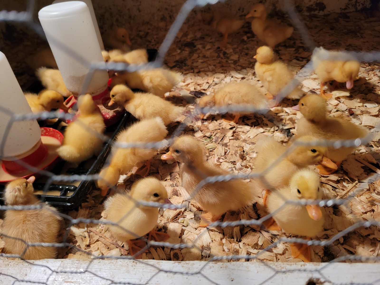 12 Fertile Jumbo Pekin Duck Hatching Eggs, Free Range, All Natural