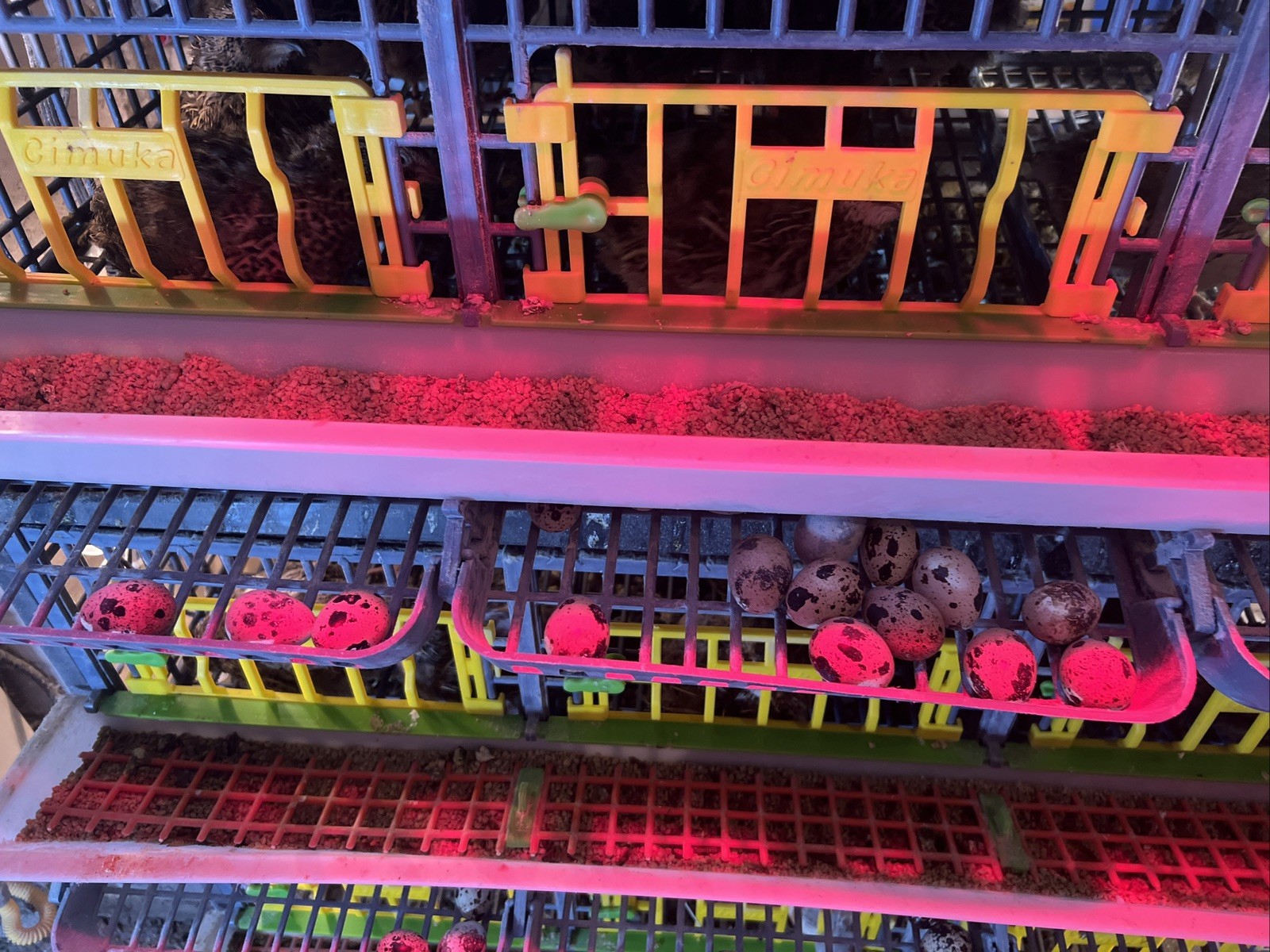 32+4 extra Jumbo Coturnix Quail Hatching Eggs( Brown, Tuxedo, Cinnamon, White )