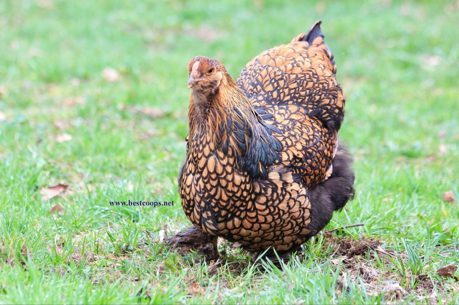 10+ Gold Laced Brahma Fertile Chicken Hatching Eggs Gentle Large Breed