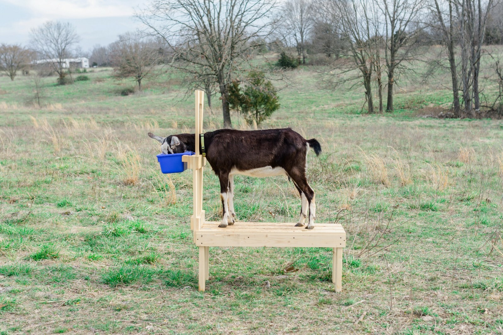 New Goatstand.com Carpenter Built Goat Milking Stand – Full 42in. Natural Deck