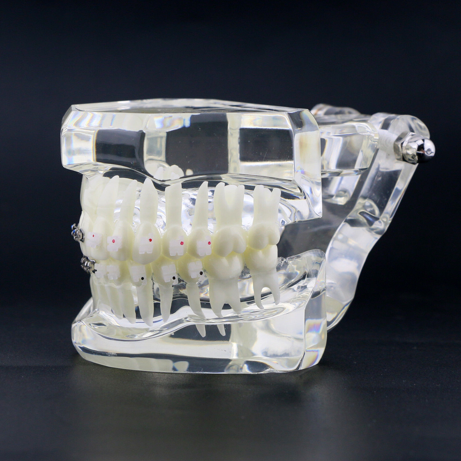 Dental High Quality Material Transparent 3003 Teeth Models With Metal Ceramic