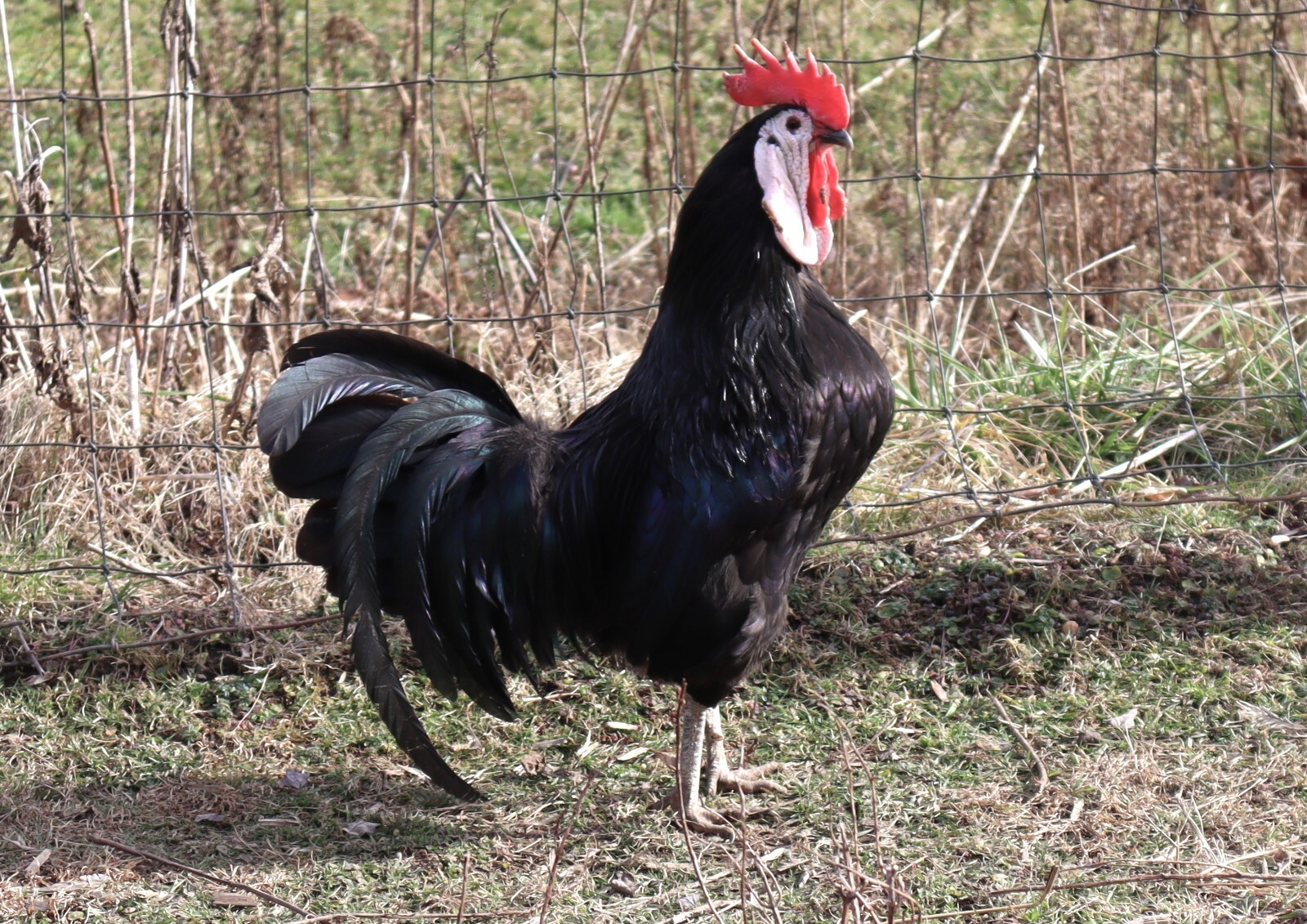 12 LF White Face Black Spanish Eggs Imported from Spain
