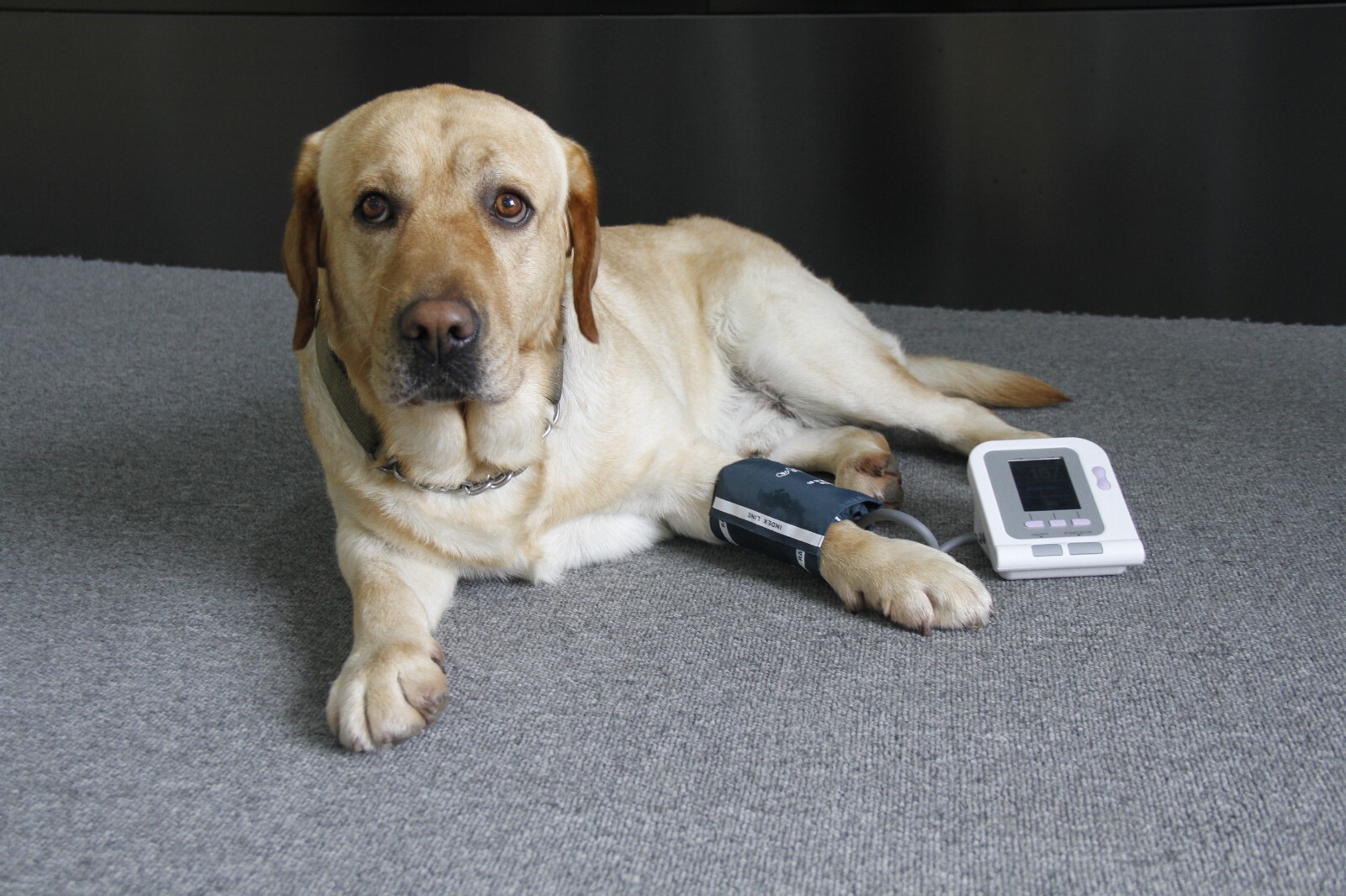 CONTEC08A-VET Digital Veterinary Blood Pressure Monitor NIBP+SW, Dog/Cat Use